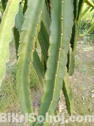 ড্রাগন বাগান সহ ৩৩১ শতক জমি বিক্রয়